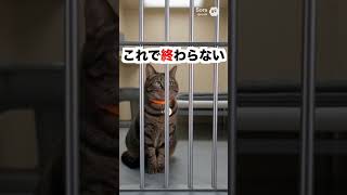 【猫逮捕 続編】おやつ窃盗の結末…ついに刑務所へ（闇チュール）