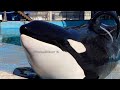 Tuar Kyuquot Inside Look November 4 2022 SeaWorld San Antonio