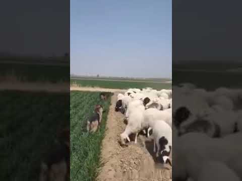 Dogs are very intelligent