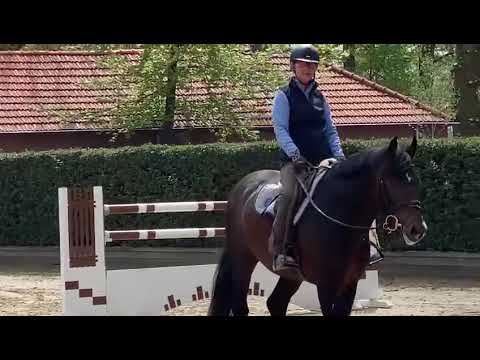 Barbara Beinwachs & Ausnahme-Hengst VAN GOGH von Numero Uno