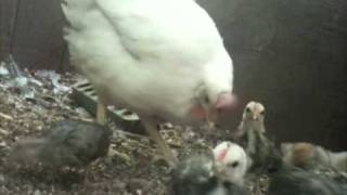 Return to Hot Chicken