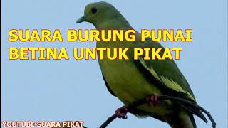 Download lagu SUARA BURUNG PUNAI BETINA UNTUK PIKAT DURASI PAJANG mp3