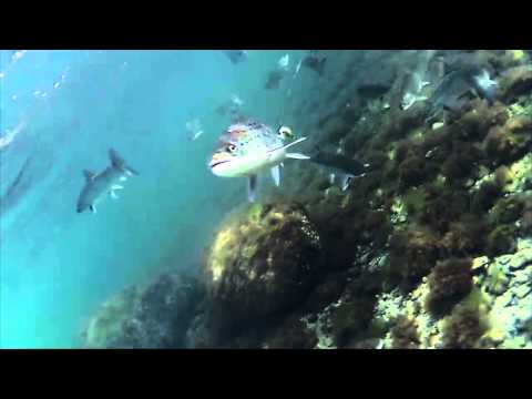 Trailer Geheimnisse der Meerforellen  6 Fliegenfischen