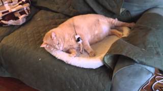 Смотреть онлайн Рыжий кот ловит жирного кота на игрушку