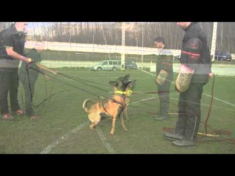 WILD IRIS GAIUS. PROTECTION WITH KIM HECHLER