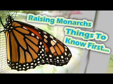 Raising Monarchs - Things To Know First (Help The Monarch Butterfly)