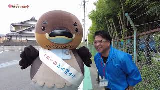 2026/5/28放送・知ったかぶりカイツブリにゅーす