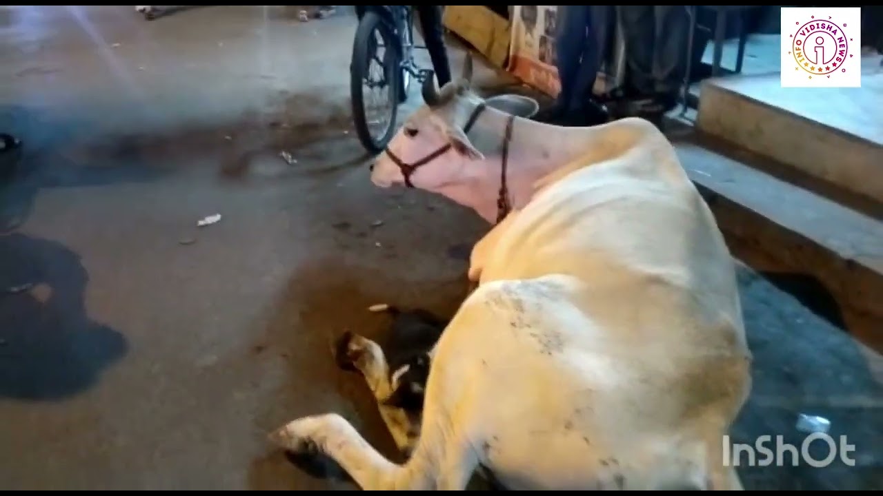 नही देखा होगा आपने गौ माता का ऐसा चमत्कारी रूप ..
