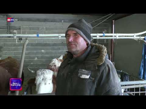 Domaćin Ranko Bijelić sa 20 grla krava, već 5 godina drži uzornu farmu na Manjači (BN TV 2022) HD