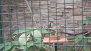 preview picture of video 'Attica Zoological Park: Birds'