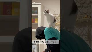 飼い主の肩に乗るのが大好きな猫 / 飼い主大好き のサムネイル