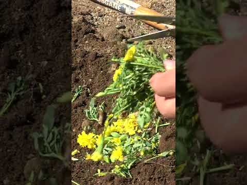 マリーゴールドを庭に植える理由 いつ種を蒔くか マリーゴールドに利益をもたらす方法