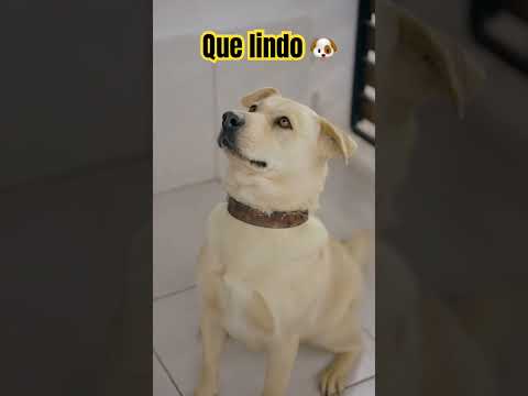 #How cute 🐕 tell me he's cute, right? And he knows it 🥰🐶