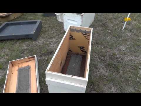 Apicultura la distanta 3