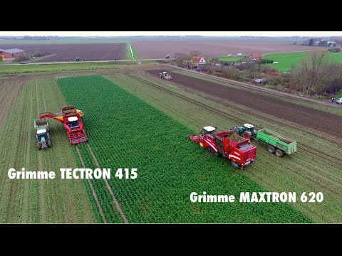 Grimme Tectron & Maxtron working in one field | Celeriac Harvest / Knolselderij | Vrolijk Landbouw