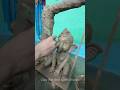 A Aai Dev Bappa Aale Ganpati Bappa Making Trending Shortvideo Viralsong Ganesh