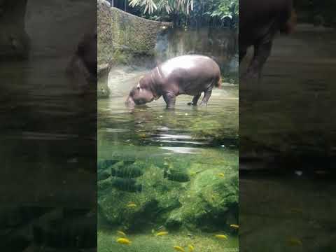 Pygmy Hippo ballet dancing in water