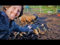 Kunekune Pigs Everything You Need To Know