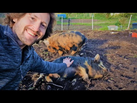 1st YouTube video about how much are kunekune piglets