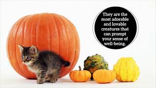 Tips for Moving Abode with Pets