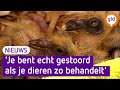 Jonge duiven levend gedumpt in poepzak