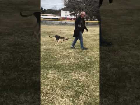 DAKOTA (FOSTER IN MASSACHUSETTS), an adoptable German Shepherd Dog Mix in Greeneville, TN_image-1