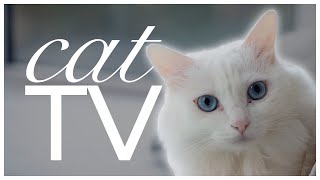 CAT TV 🐱🐦 | 6 Hours of Bird Watching & Nature Scenes for Cats | Relaxation & Enrichment