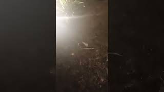 Download lagu mau tau suara Orong orong atau biasa di sebut anjing tanah..   #orongorong #anjingtanah mp3