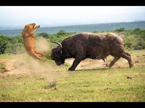 Lion Attack Buffalo HD