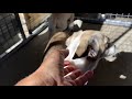 Bambi