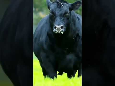 , title : 'Aberdeen Angus bull nicknamed Black Dragon'
