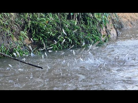 STRIKE BERTUBI TUBI DI BAWAH POHON BAMBU