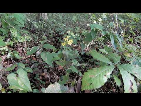 カナダのアキノキリンソウ 植物