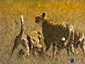 The Secret Leopard Clips