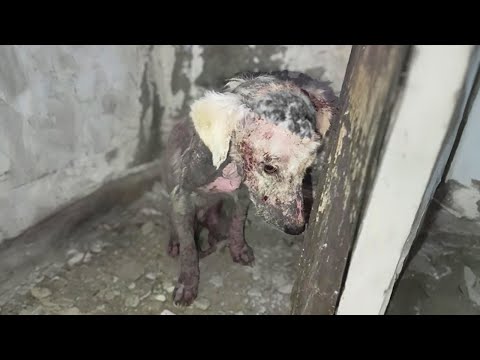 From Stones And Screams To Gentle Hands, A Little Dog’s Journey Back To Trust And Love