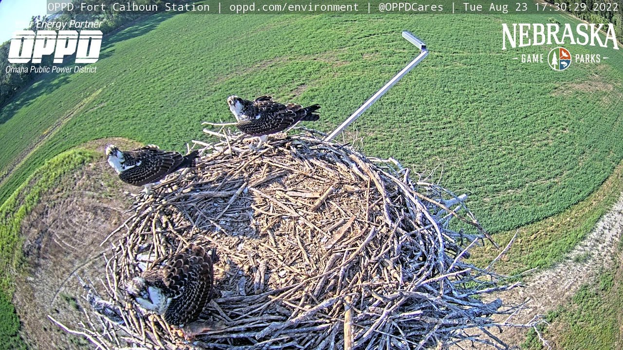 Live webcam view of Fort Calhoun Osprey Nest
