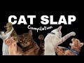 Cats Slapping Things