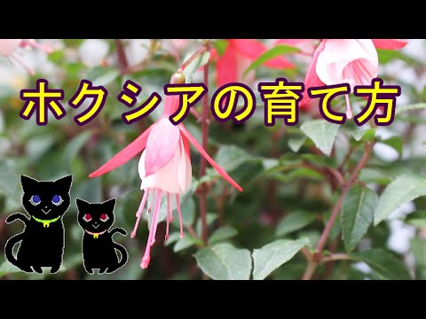 美しいフクシアを手に入れるにはどうすればよいですか？ 4つの秘密が明らかに  庭園