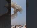 PIGEON FLYING SLOW MOTION Shorts Slowmotion Photography