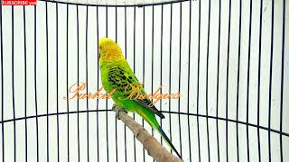 Download lagu MASTERAN PARKIT GACOR ! full Isian - Pancingan Parkit Agar Gacor - Parkit Kicau / Budgie Parakeet mp3 Download lagu MASTERAN PARKIT GACOR ! full Isian - Pancingan Parkit Agar Gacor - Parkit Kicau / Budgie Parakeet mp3