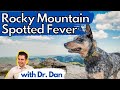 Rocky Mountain Spotted Fever In The Dog.  Dr. Dan Explains disease, symptoms, and treatment.