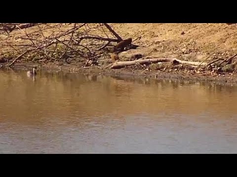 Djuma: Little Grebe keeping eye on a Slender Mongoose  - 12:30 - 07/21/20