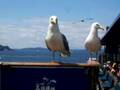Seagull Catching French Fries At Ivar S