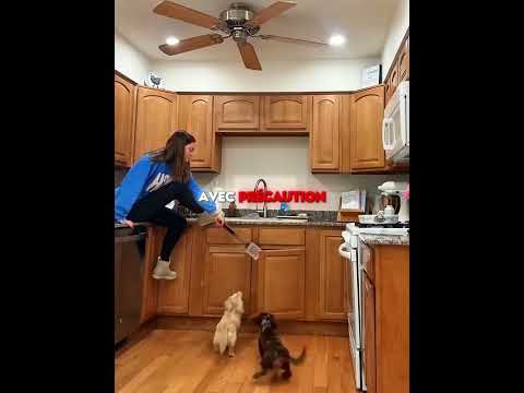 Les chiens aboyaient contre l’armoire 🐕