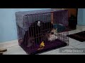 Kucing Kawin