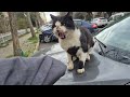 An Aggressive Tuxedo Cat That Gets Angry And Attacks Everything It Encounters