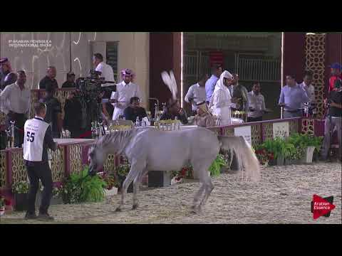 N.55 NADRAH AL NASSER - 2019 Qatar Int. Peninsula show - Fillies 3 years old (Class 3)