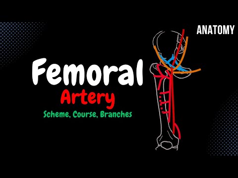 Femoral Artery Scheme (Course, Branches) | Anatomy