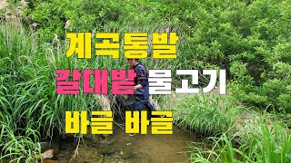 계곡통발 갈대발 그냥지나 치지 마세요!!!  통발안에 물고기 바글 바글~~~