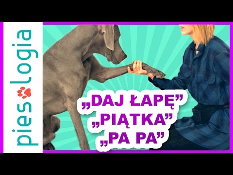 "Daj Łapę", "Piątka", "Pa Pa"